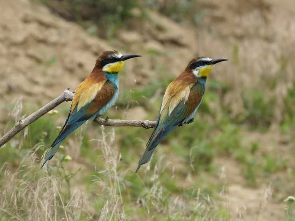 欧洲蜂食者 Merops Apiaster 单鸟在分支 匈牙利 2018年7月 — 图库照片