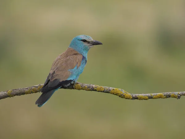 欧洲滚筒 Coracias Garrulus 单鸟在分支 匈牙利 2018年7月 — 图库照片