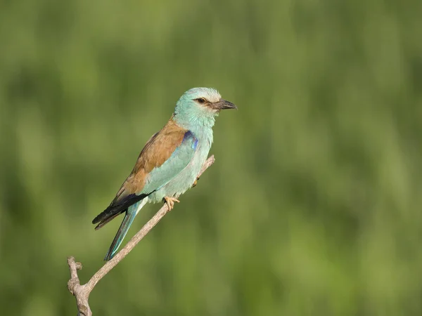 Kraska Coracias Garrulus Pojedynczy Ptak Gałęzi Węgry Lipca 2018 — Zdjęcie stockowe