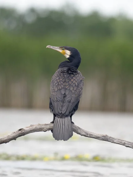 Kormoran Phalacrocorax Carbo Einzelner Vogel Auf Ast Ungarisch Juli 2018 — Stockfoto