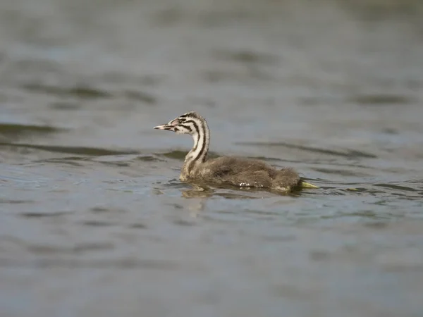 Haubentaucher Podiceps Cristatus Einzelnes Jungtier Auf Dem Wasser Ungarisch Juli — Stockfoto