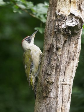 Green woodpecker, Picus viridis,  single bird on branch, Hungary, July 2018 clipart