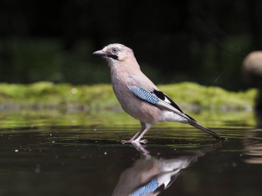 Jay, Garrulus glandarius, tek kuş yıkanan su, Macaristan, Temmuz 2018