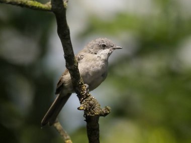 Küçük akgerdan, Sylvia curruca, şube, Macaristan, Temmuz 2018 tek kuş