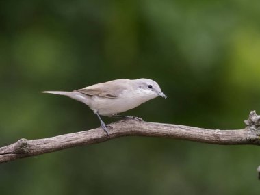 Küçük akgerdan, Sylvia curruca, şube, Macaristan, Temmuz 2018 tek kuş