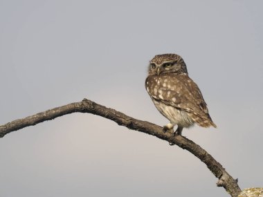 Kukumav, Athene noctua, şube, Macaristan, Temmuz 2018 tek kuş