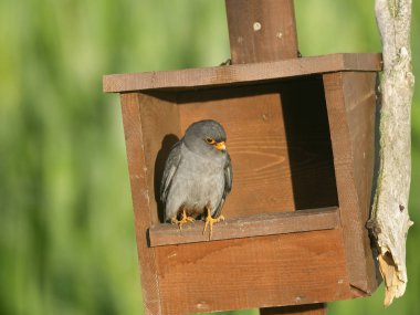 Kırmızı ayaklı şahin, Falco vespertinus, şube, Macaristan, Temmuz 2018 üzerinde tek erkek