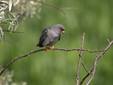 Kırmızı ayaklı şahin, Falco vespertinus, şube, Macaristan, Temmuz 2018 üzerinde tek erkek