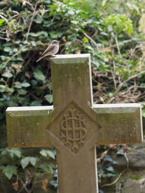 Ahşap güvercin, Columba palumbus, mezar taşı, Warwickshire, bunu uçakta Temmuz 2018 tek.