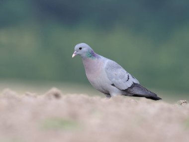 Hisse senedi güvercin, Columba gizli ordu Örgütü, zeminde, Warwickshire, Temmuz 2018 tek kuş