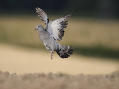 Hisse senedi güvercin, Columba gizli ordu Örgütü, tek çocuk uçuş, Warwickshire, Temmuz 2018
