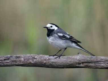 Beyaz Kuyruksallayan, Motacilla alba, şube, Macaristan, Temmuz 2018 tek kuş