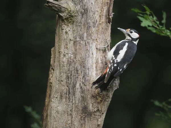 Great Spotted Woodpecker Dendrocopos Major Single Male Branch Hungary July — Stock Photo, Image