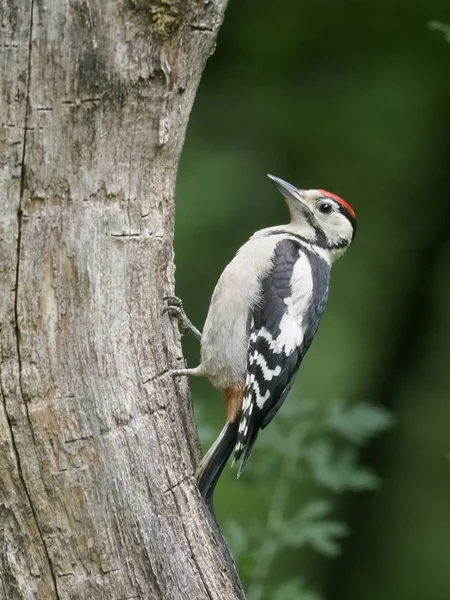 Buntspecht Dendrocopos Major Einzelner Jungvogel Auf Ast Ungarisch Juli 2018 — Stockfoto