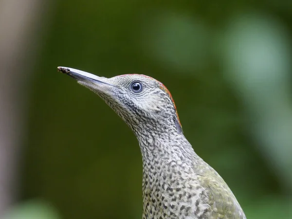 Grünspecht Picus Viridis Einzelner Jungvogel Auf Ast Ungarisch Juli 2018 — Stockfoto