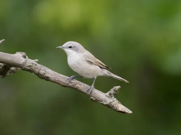 Gola Bianca Minore Sylvia Curruca Uccello Singolo Ramo Ungheria Luglio — Foto Stock