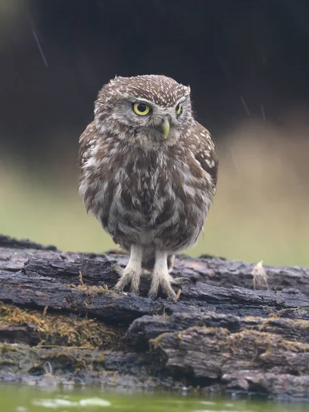 Little Owl Athene Noctua Single Bird Branch Hungary July 2018 — Stock Photo, Image