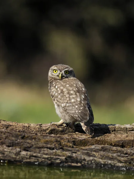 Petite Chouette Athene Noctua Oiseau Célibataire Sur Branche Hongrie Juillet — Photo