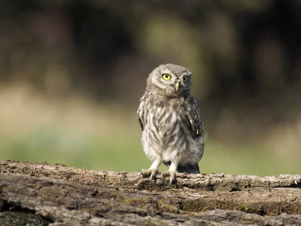 Pequeño Búho Athene Noctua Joven Soltero Rama Hungría Julio 2018 —  Fotos de Stock