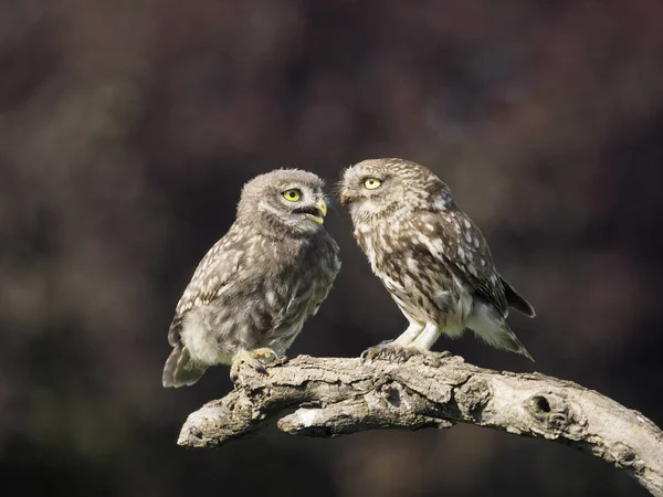 Little Owl Athene Noctua Adult Young Branch Hungary July 2018 — Stock Photo, Image