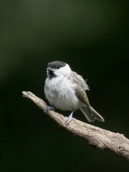 Marsh Tit Parus Palustris Single Bird Branch Hungary July 2018 — Stock Photo, Image