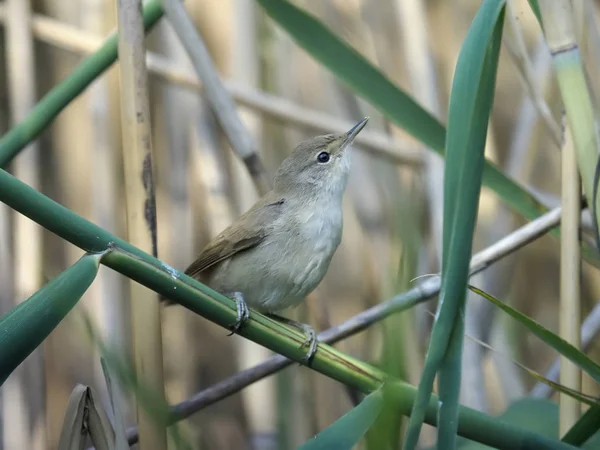 Reed Warbler Acrocephalus Scirpaceus Single Bird Branch Hungary July 2018 — Stock Photo, Image