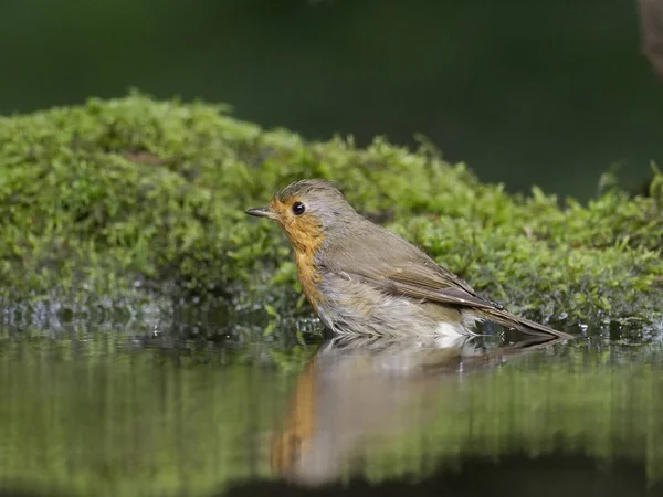 Robin Červenka Obecná Jeden Pták Koupání Vodě Maďarsko Červenci 2018 — Stock fotografie