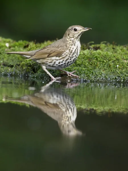 Drozd Zpěvný Turdus Philomelos Jediný Pták Koupel Vodě Maďarsko Červenci — Stock fotografie