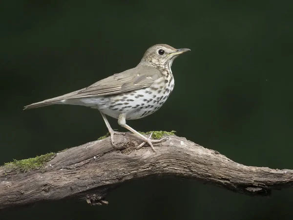 Песенник Turdus Philomelos Одинокая Птица Ветке Венгрия Июль 2018 — стоковое фото