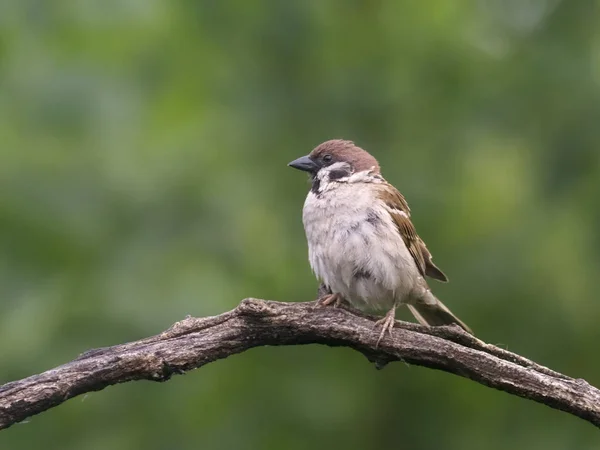 Mazurek Passer Montanus Pojedynczy Ptak Gałęzi Węgry Lipca 2018 — Zdjęcie stockowe