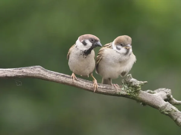 Mazurek Passer Montanus Dorosły Młodzieńczym Gałęzi Węgry Lipca 2018 — Zdjęcie stockowe