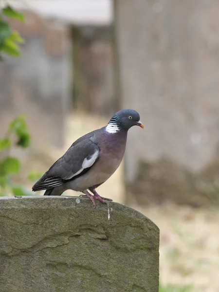 Paloma Madera Columba Palumbus Ave Soltera Sobre Lápida Warwickshire Julio — Foto de Stock