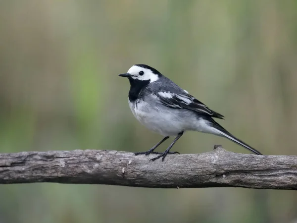 Cauda Branca Motacilla Alba Ave Solteira Filial Hungria Julho 2018 — Fotografia de Stock