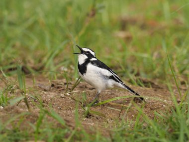 Afrika-Kuyruksallayan, alaca Motacilla aguimp, yerde, Uganda, Ağustos 2018 tek kuş