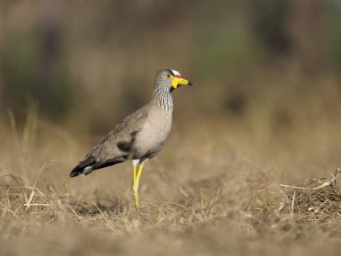 Afrika wattled yağmurcunu, Vanellus senegallus, yerde, Uganda, Ağustos 2018 tek kuş 