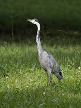 Kara başlı balıkçıl, Ardea melanocephala, çim, Uganda, Ağustos 2018 tek kuş