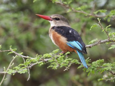 Kingfisher kestane karınlı, Todiramphus farquhari, şube, Uganda, Ağustos 2018 tek kuş