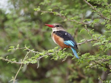 Kingfisher kestane karınlı, Todiramphus farquhari, şube, Uganda, Ağustos 2018 tek kuş