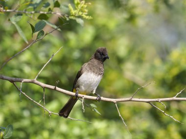 Esmer Arap Bülbülü, Pycnonotus barbatus, şube, Uganda, Ağustos 2018 tek kuş 