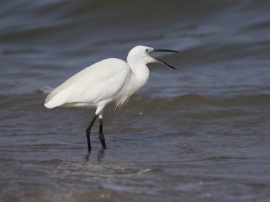 Küçük ak balıkçıl, Egretta garzetta, Sudan, Uganda, Ağustos 2018 tek kuş