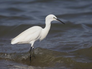 Küçük ak balıkçıl, Egretta garzetta, Sudan, Uganda, Ağustos 2018 tek kuş