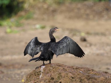 Uzun kuyruklu, karabatak Phalacrocorax africanus, Sudan, Uganda, Ağustos 2018 tek kuş