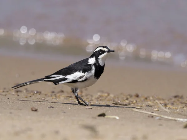 Africano Pied Wagtail Motacilla Aguimp Ave Solteira Chão Uganda Agosto — Fotografia de Stock