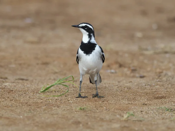 Afrikai Pied Billegető Motacilla Aguimp Egyetlen Madár Földön Uganda Augusztus — Stock Fotó