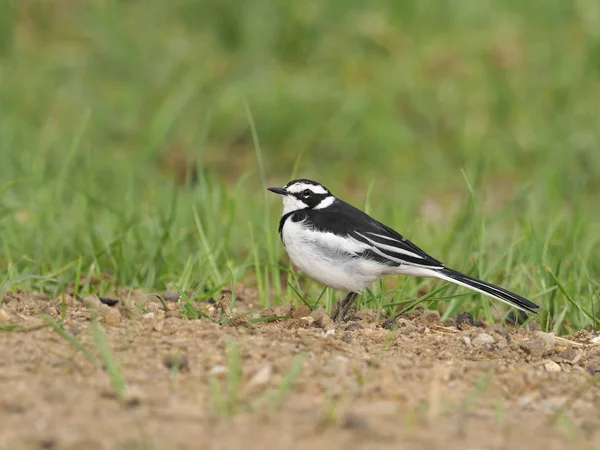 Afrika-Kuyruksallayan, alaca Motacilla aguimp, yerde, Uganda, Ağustos 2018 tek kuş