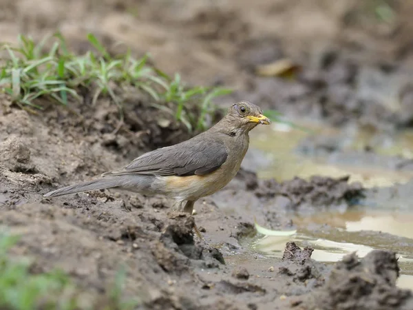 Африканский Дрозд Turdus Pelios Одинокая Птица Земле Уганда Август 2018 — стоковое фото