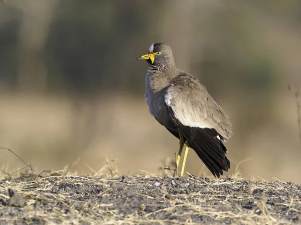 Pluvier Siffleur Vanellus Senegallus Oiseau Solitaire Sol Ouganda Août 2018 — Photo