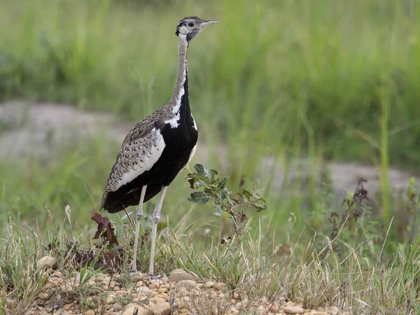 Kara Karınlı Damla Eupodotis Melanogaster Zeminde Uganda Ağustos 2018 Tek — Stok fotoğraf