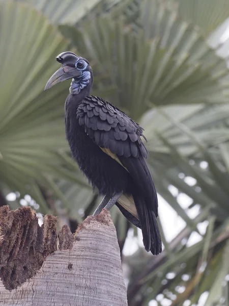 Black Casqued Hornbill Ceratogymna Atrata Single Bird Branch Uganda August — Stock Photo, Image