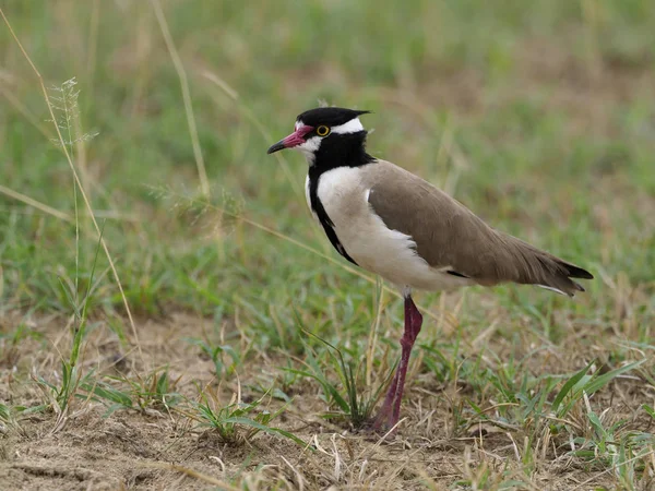 Plover Cabeça Preta Vanellus Tectus Ave Solteira Grama Uganda Agosto — Fotografia de Stock